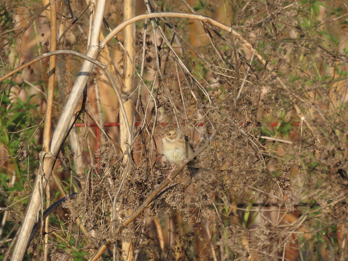 Clay-colored Sparrow - ML642502962