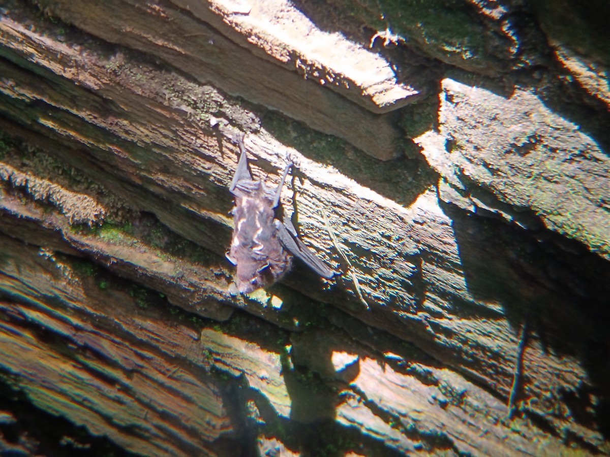 Mammals - ML642502973