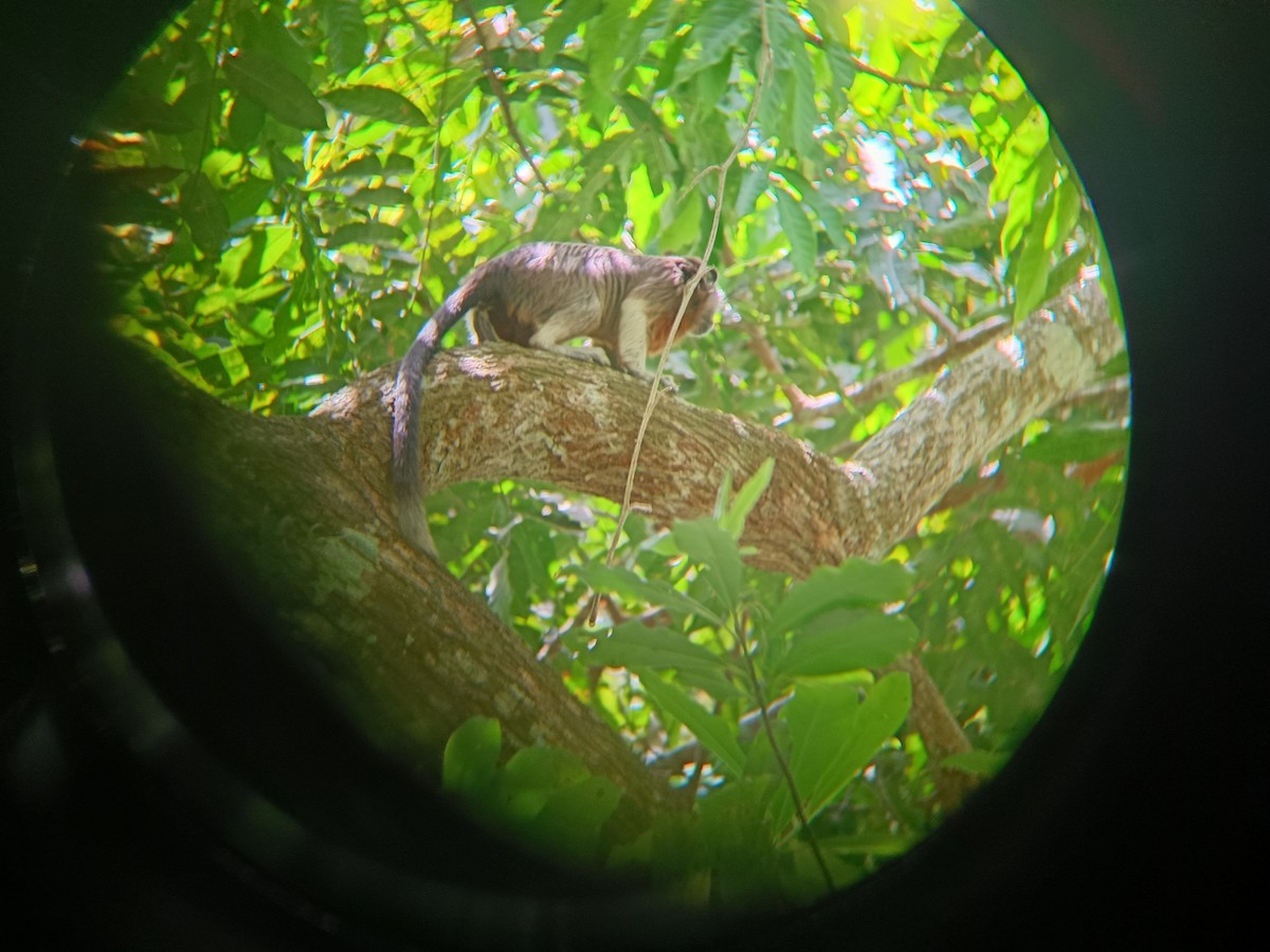 Mammals - ML642502975