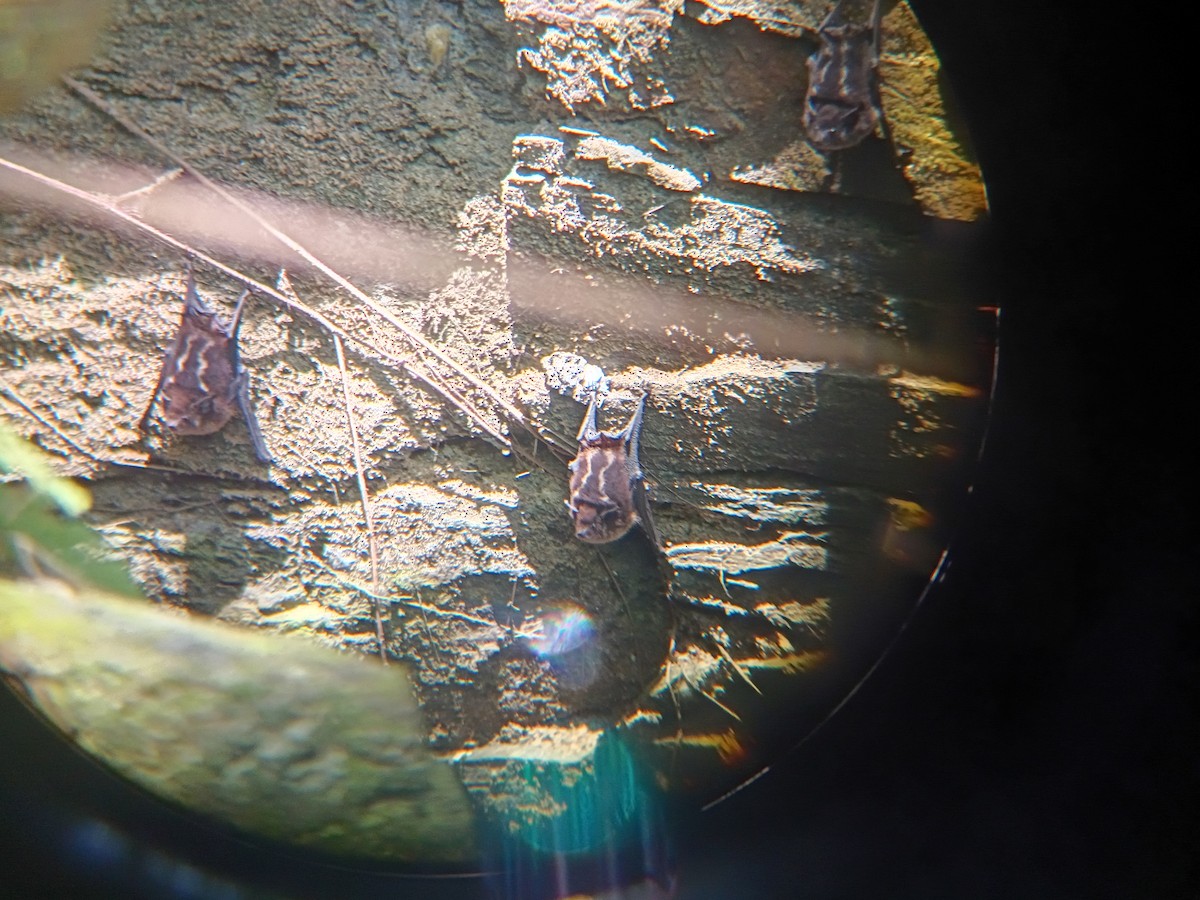 Mammals - ML642502976