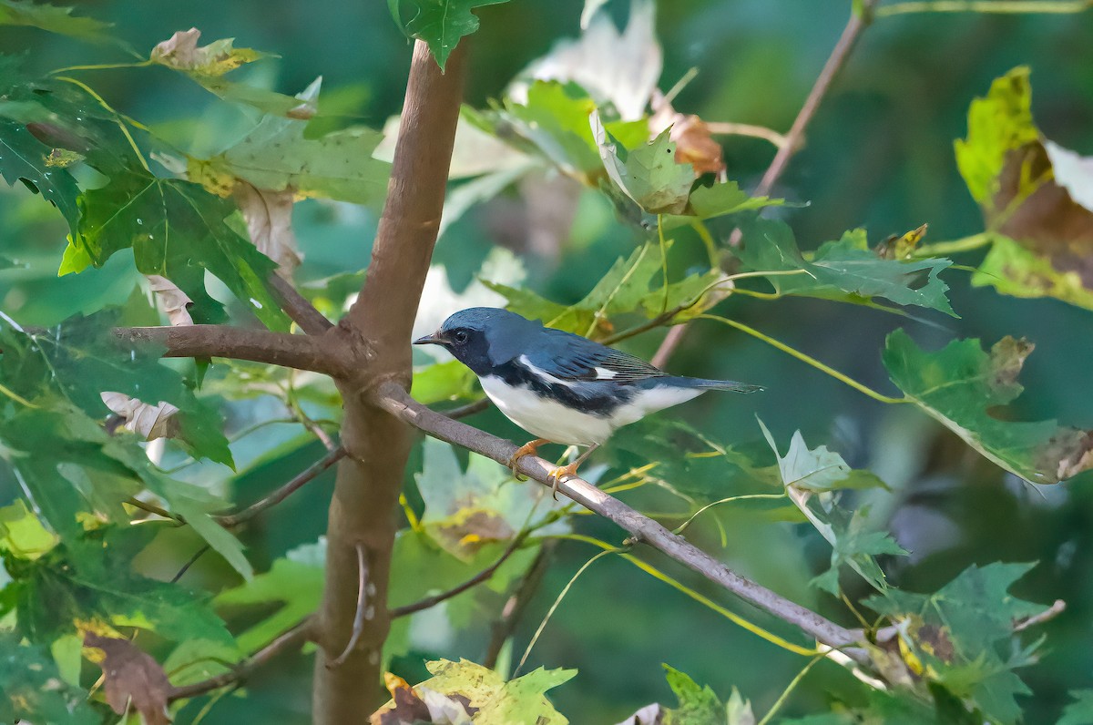 Black-throated Blue Warbler - ML642502981