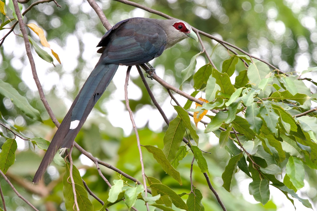 Green-billed Malkoha - ML642502986