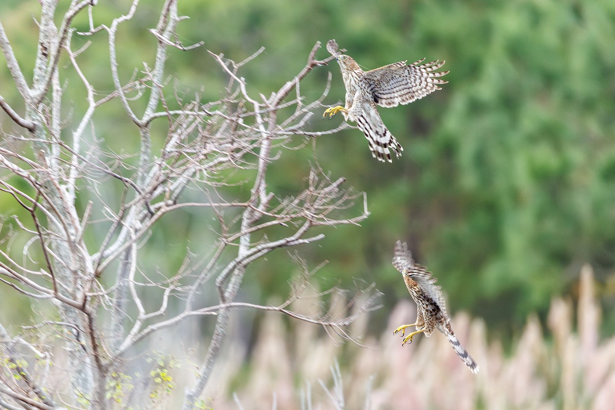 Cooper's Hawk - ML642502994