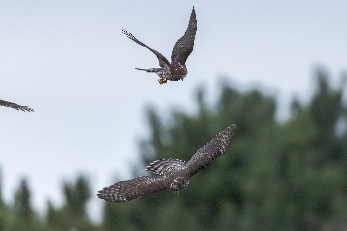 Cooper's Hawk - ML642502996