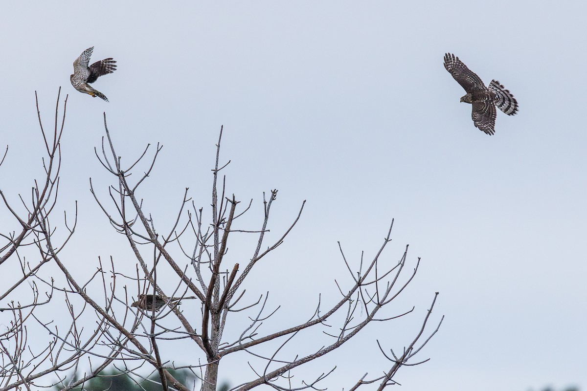 Cooper's Hawk - ML642502997
