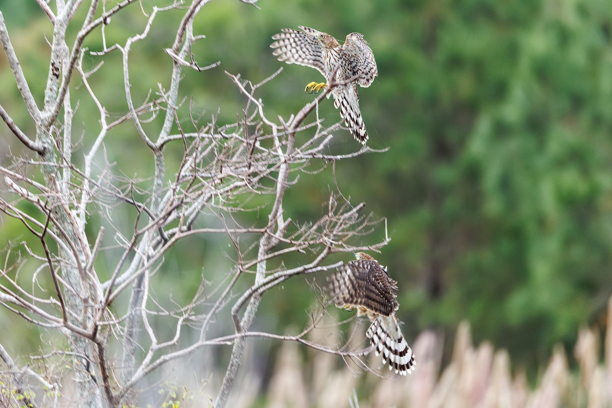 Cooper's Hawk - ML642502998