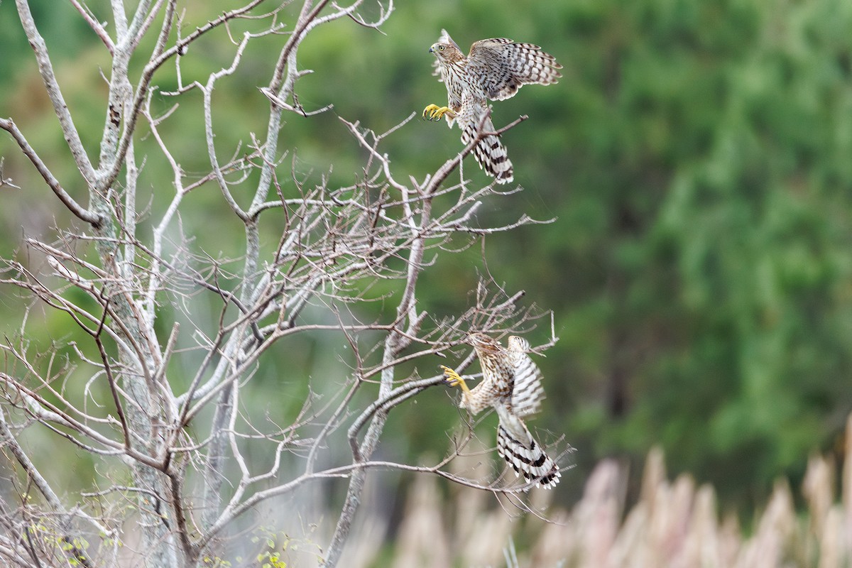 Cooper's Hawk - ML642502999