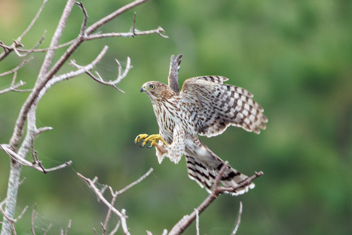 Cooper's Hawk - ML642503000