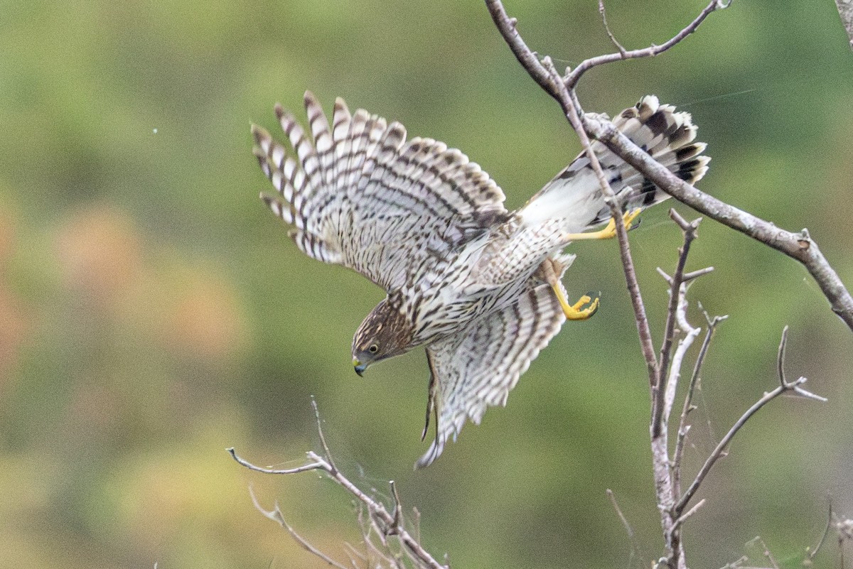 Cooper's Hawk - ML642503002