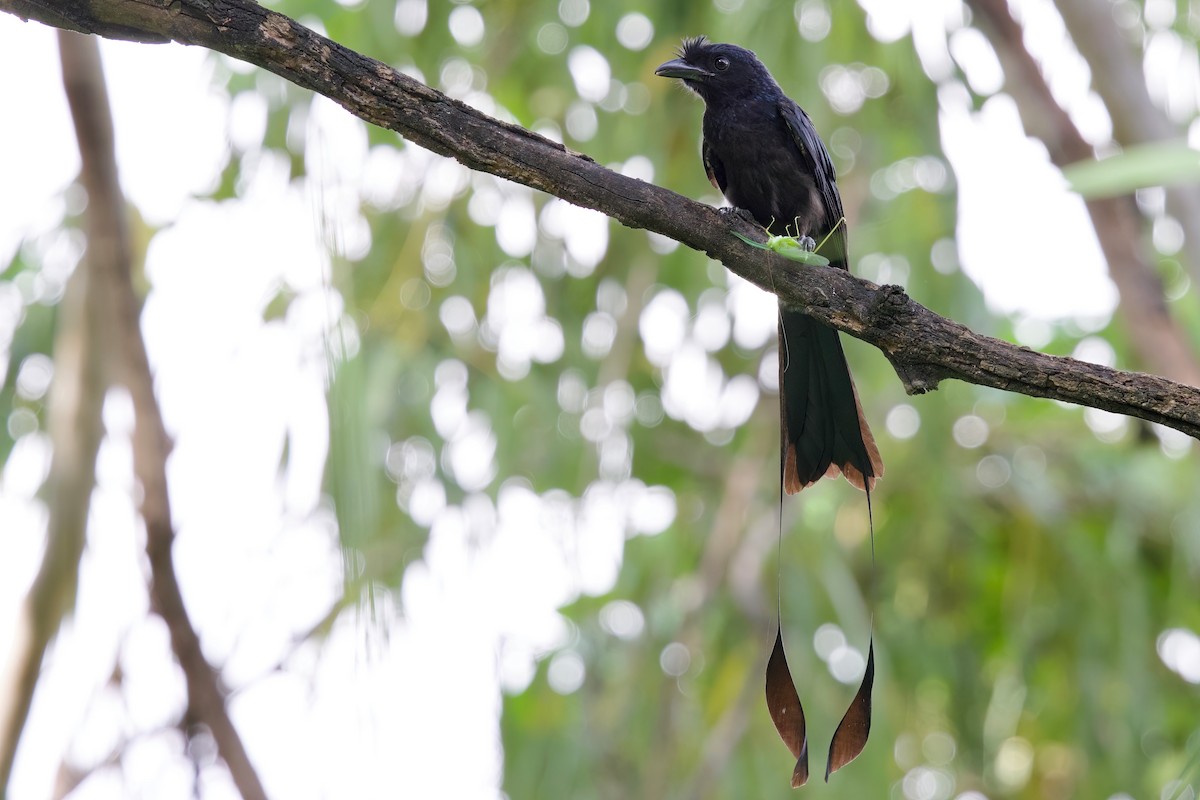 Greater Racket-tailed Drongo - ML642503012