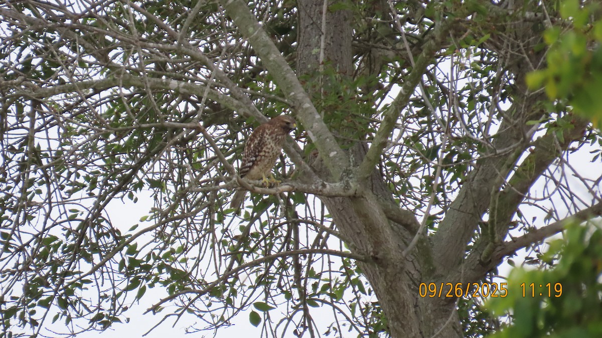 Red-shouldered Hawk - ML642503020