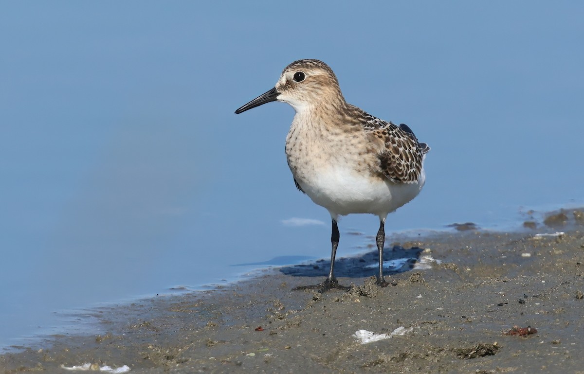Baird's Sandpiper - ML642503021