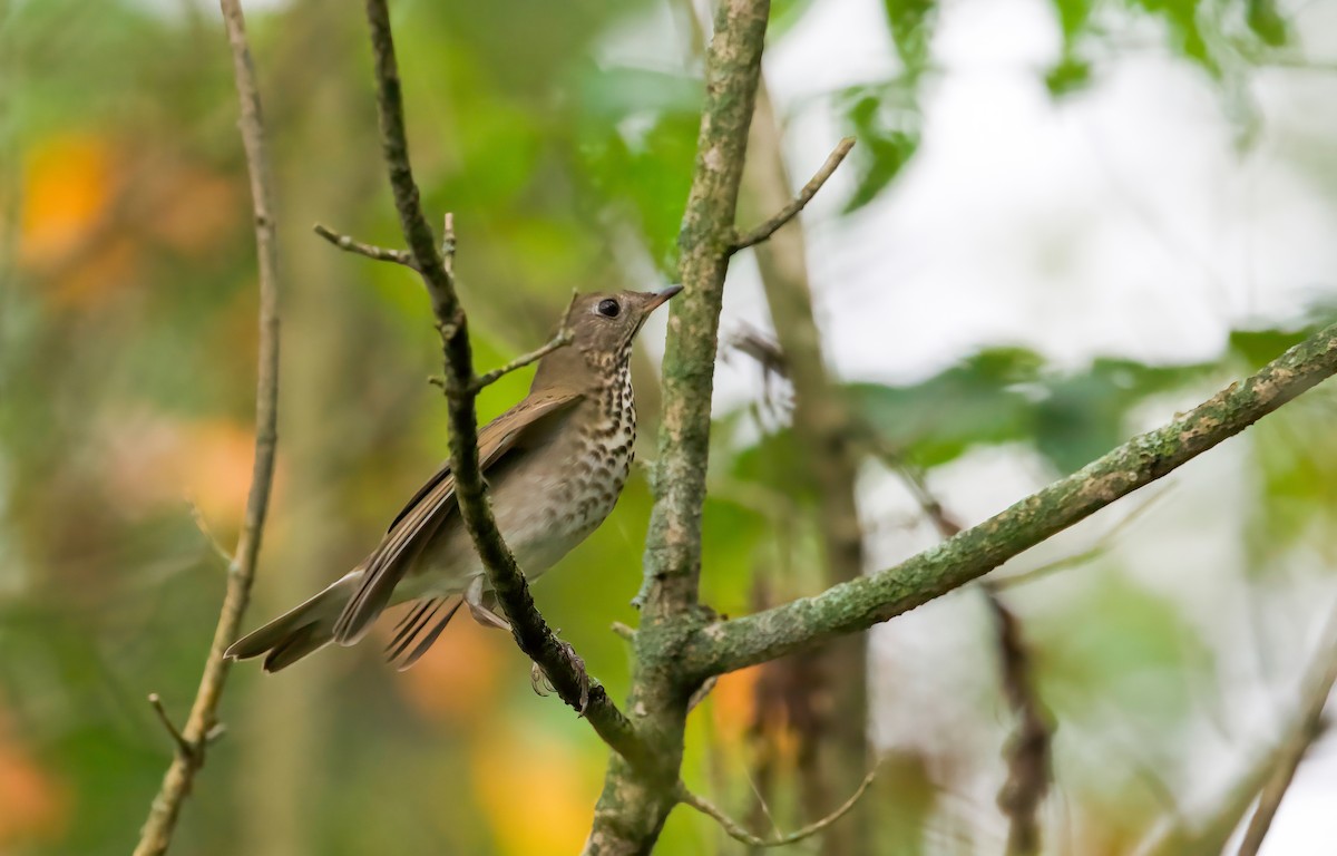 Gray-cheeked Thrush - ML642503034