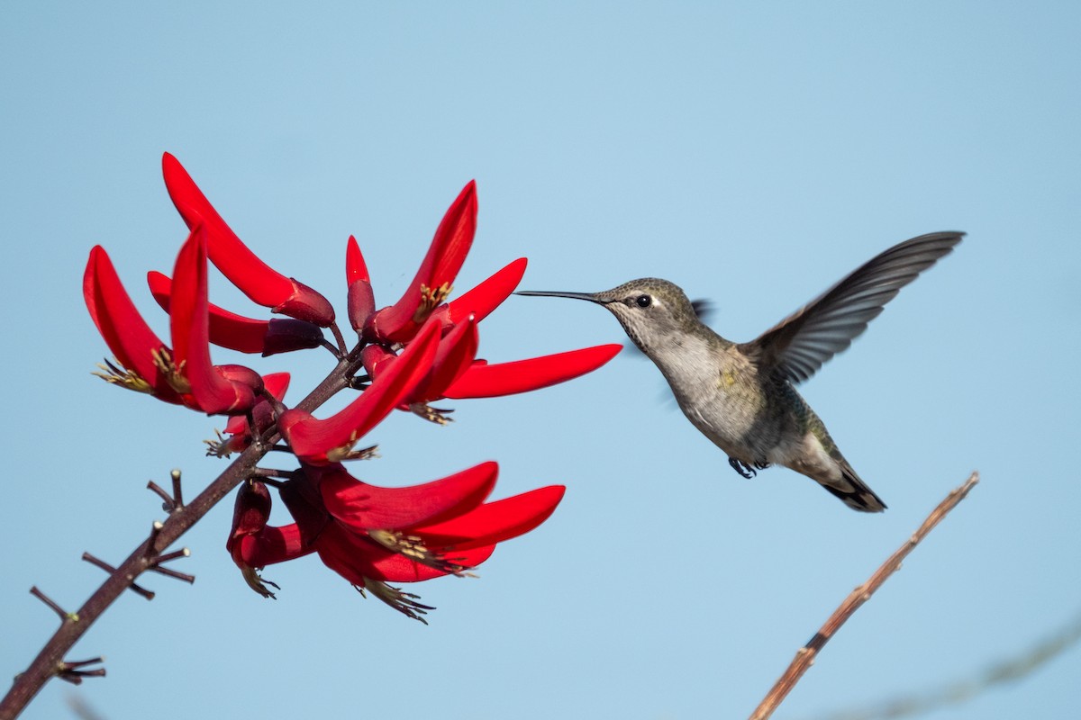 Anna's Hummingbird - ML642503057