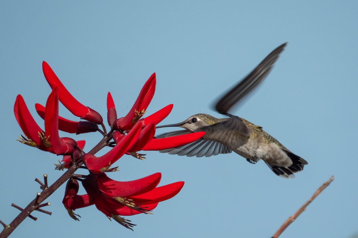 Anna's Hummingbird - ML642503058