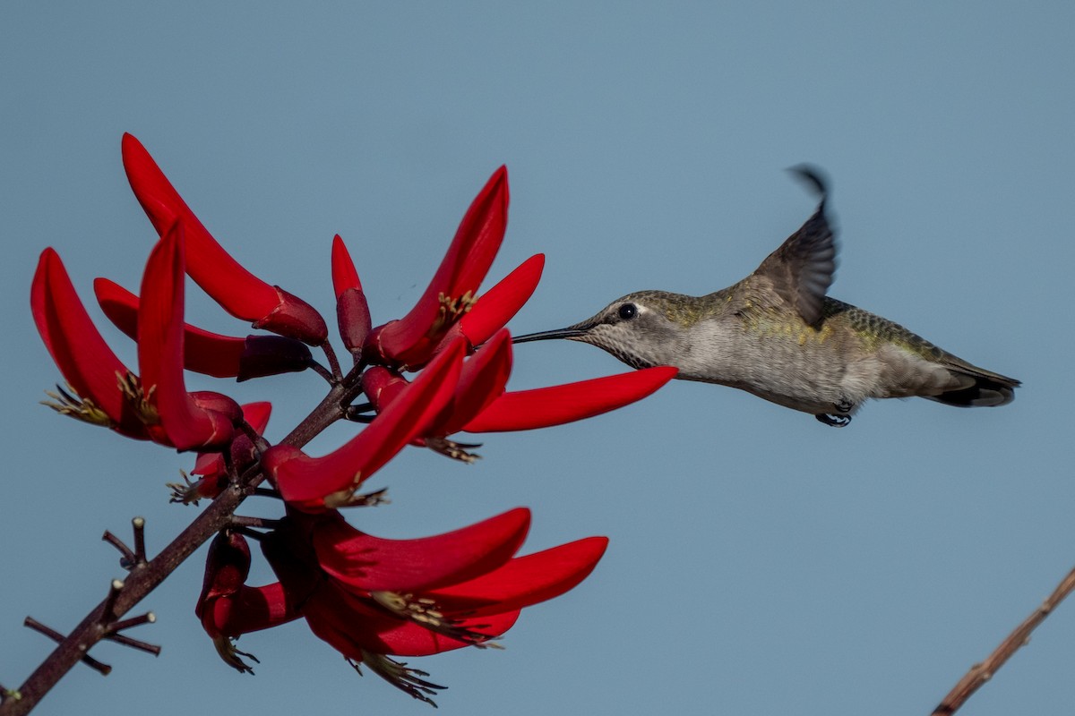 Anna's Hummingbird - ML642503059