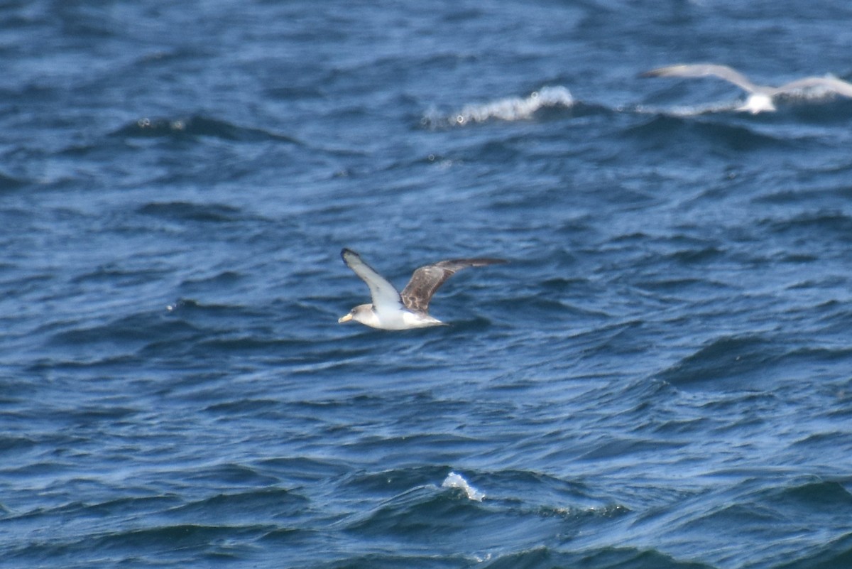 Cory's/Scopoli's Shearwater - ML642503085