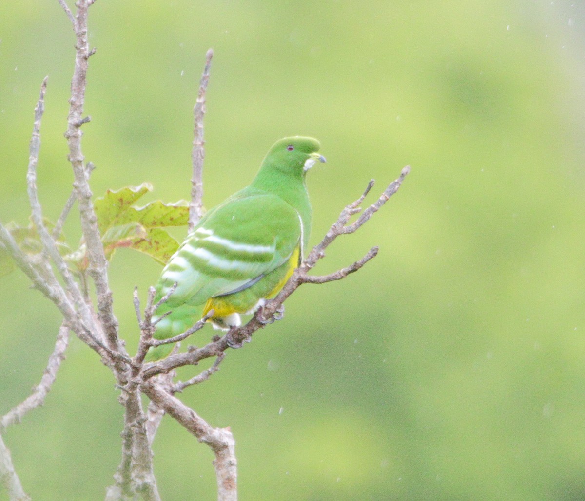 カマバネキヌバト - ML642503097