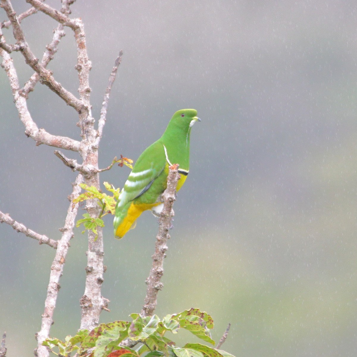 カマバネキヌバト - ML642503098