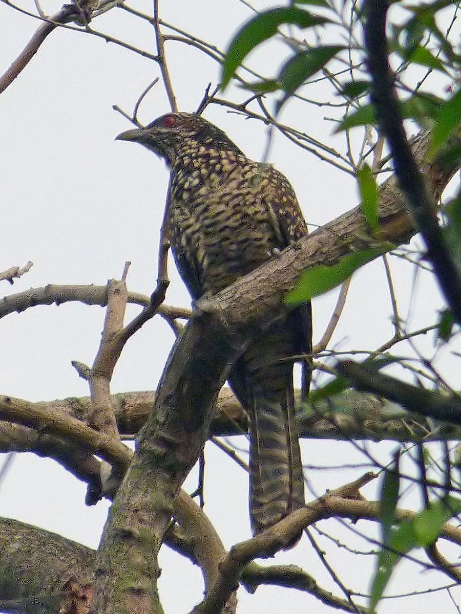 Asian Koel - ML642503100