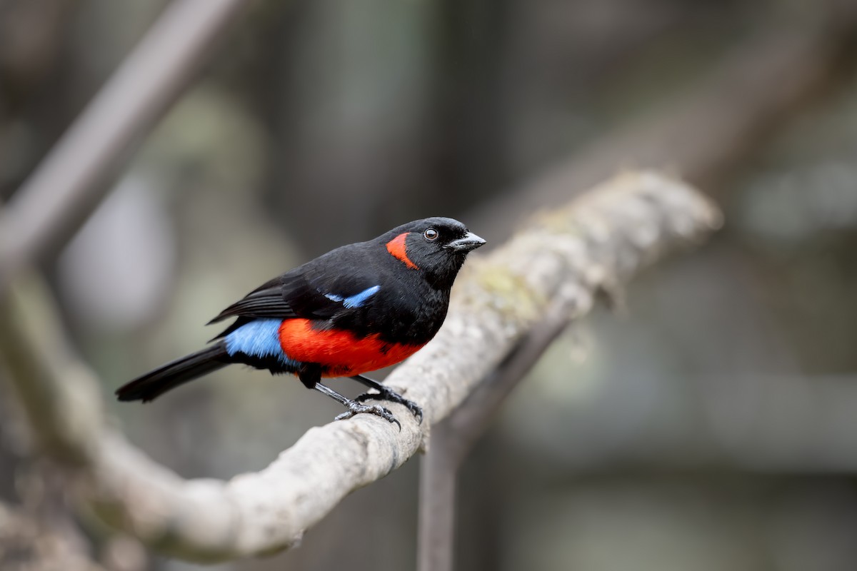 Scarlet-bellied Mountain Tanager - ML642503101