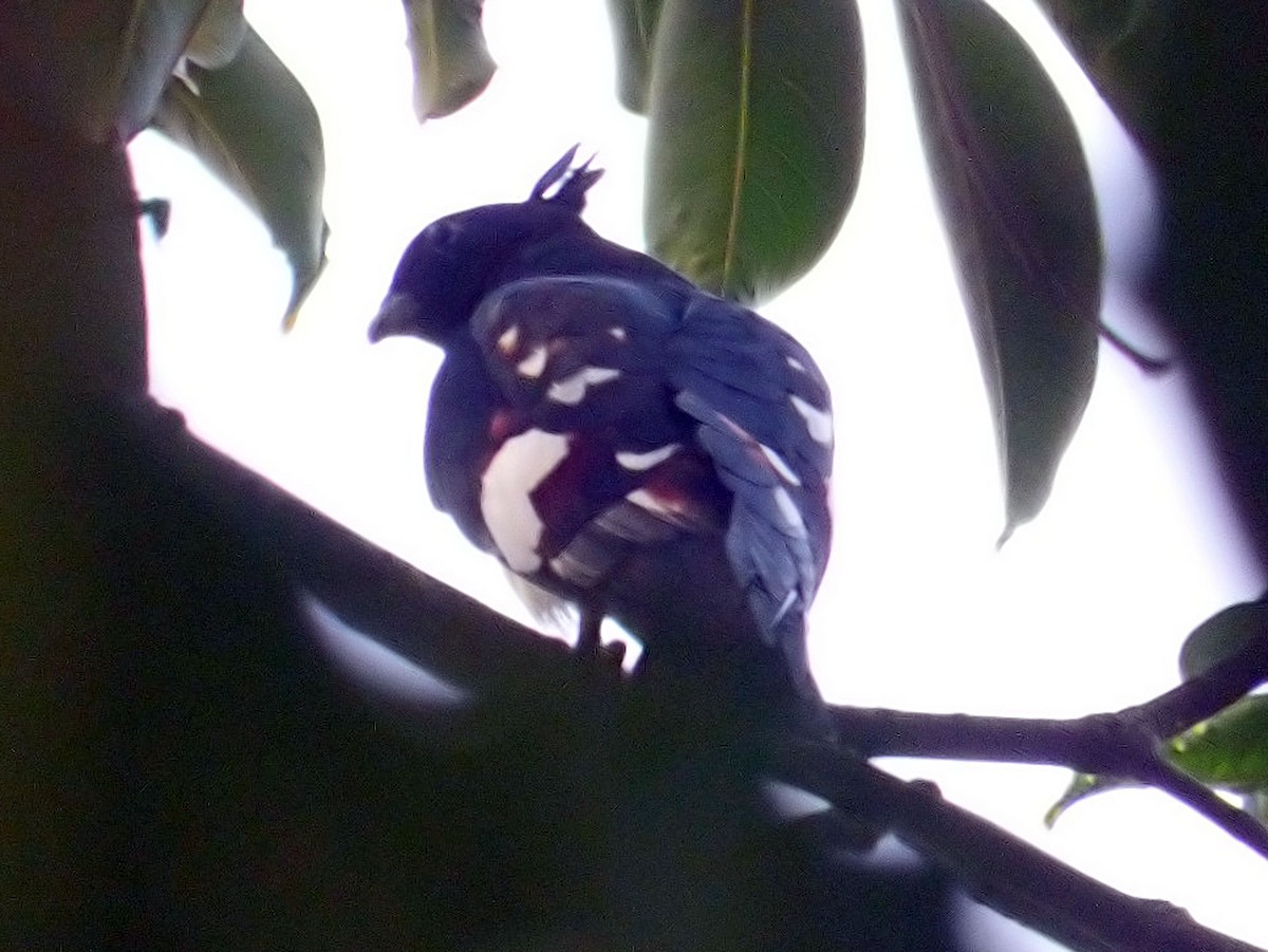 Black Baza - ML642503111