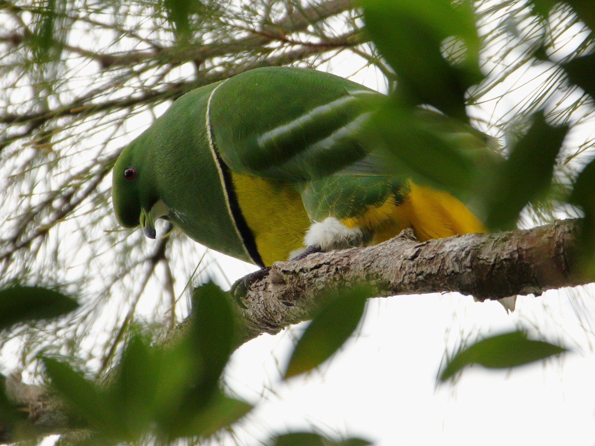 カマバネキヌバト - ML642503121