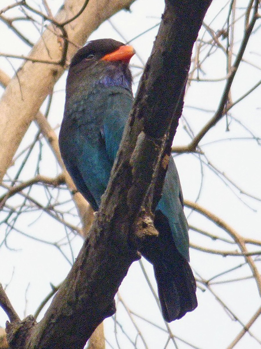 Dollarbird - ML642503138