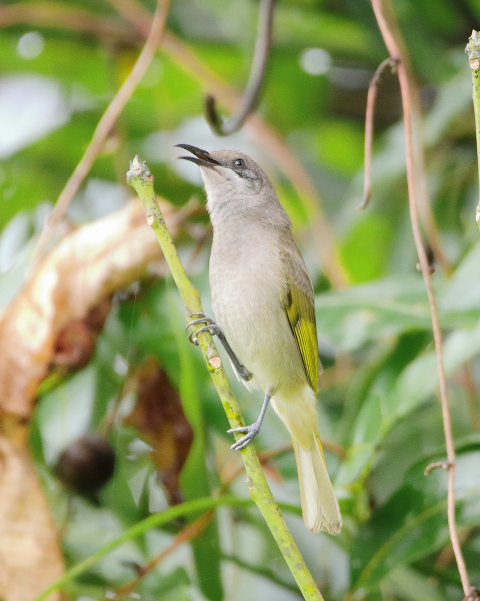Dark-brown Honeyeater - ML642503177