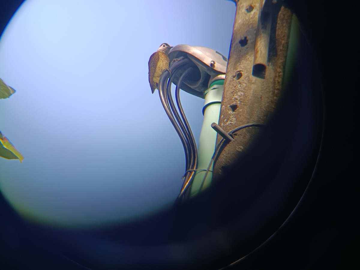 Spot-breasted Woodpecker - ML642503206