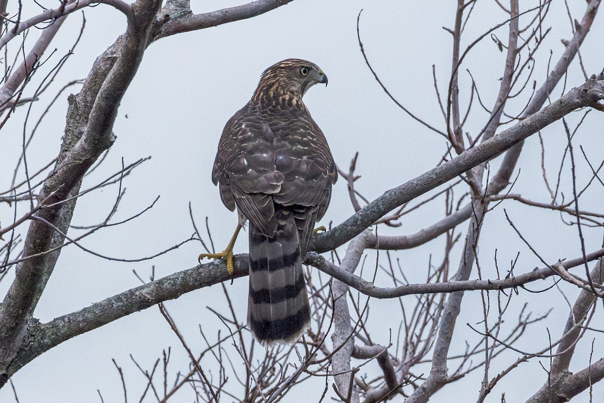Cooper's Hawk - ML642503219