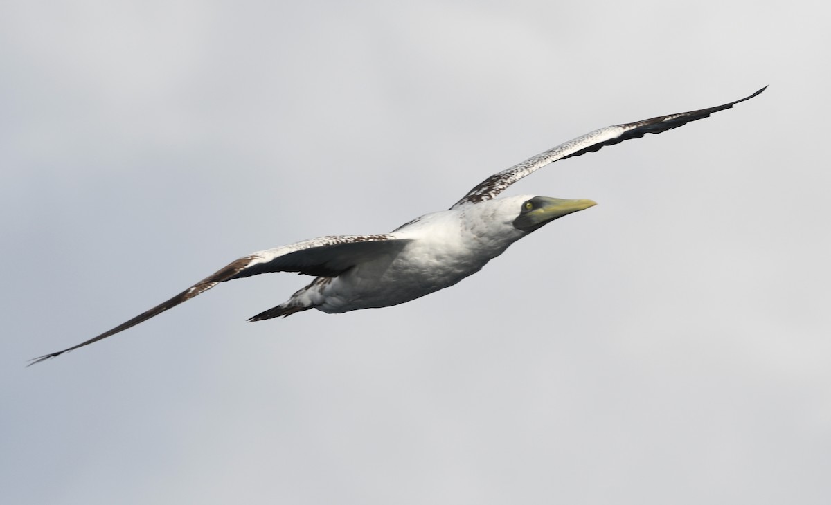 藍臉鰹鳥 - ML642503226