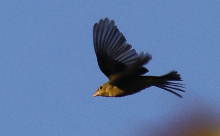 Scarlet Tanager - ML642503228