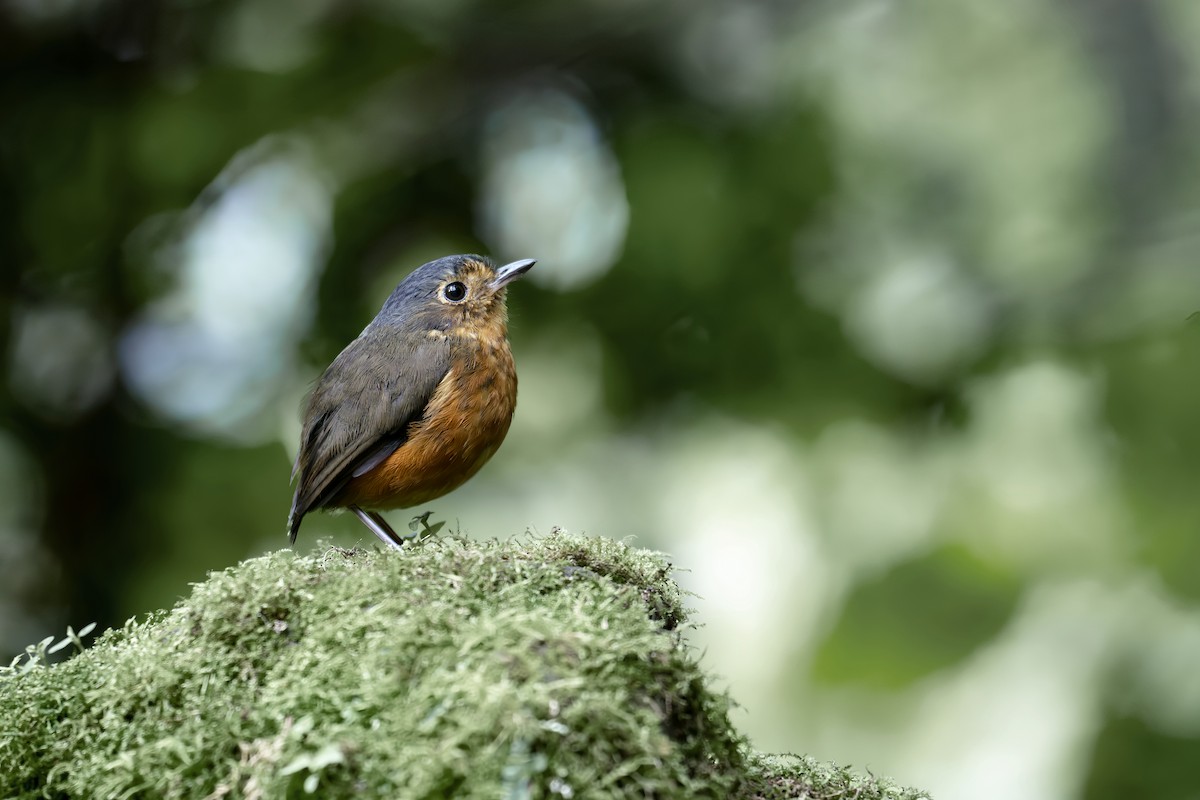 Slate-crowned Antpitta - ML642503229