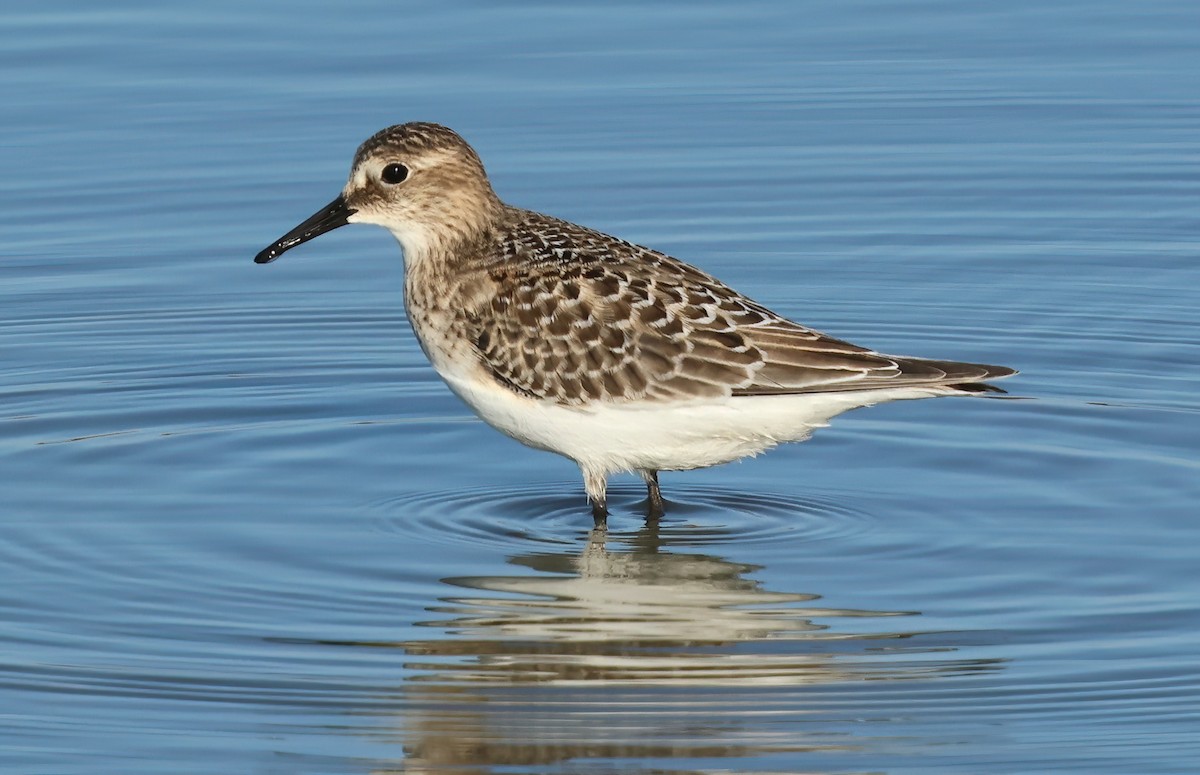 Baird's Sandpiper - ML642503231