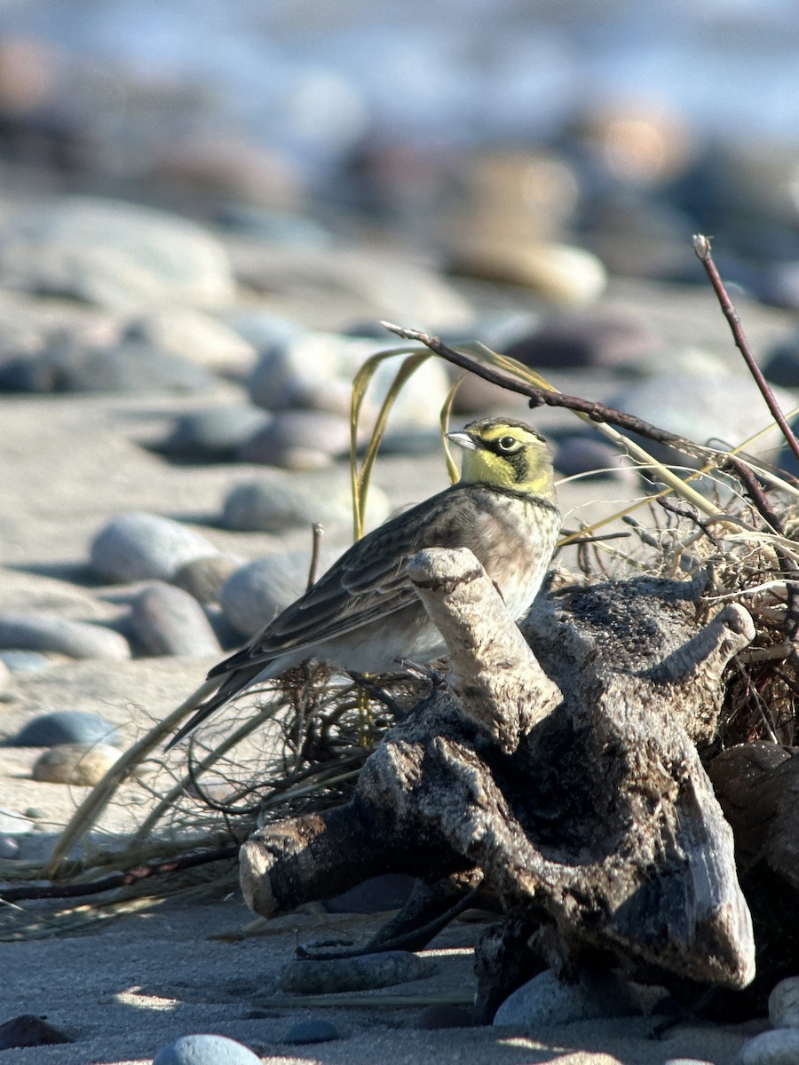 Horned Lark - ML642503236