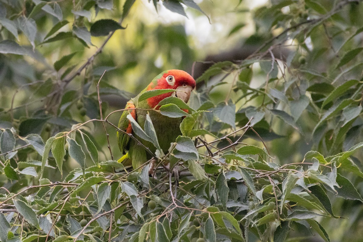 Red-masked Parakeet - ML642503248