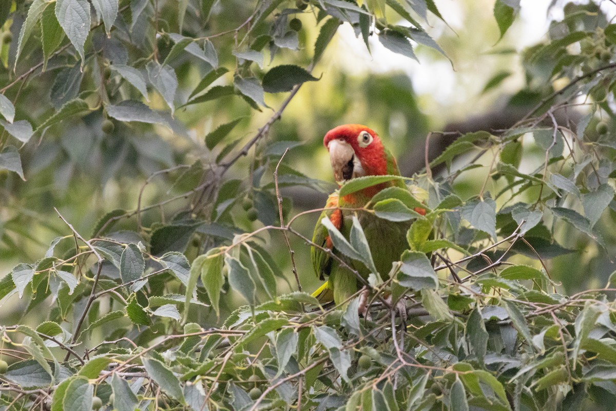 Red-masked Parakeet - ML642503249
