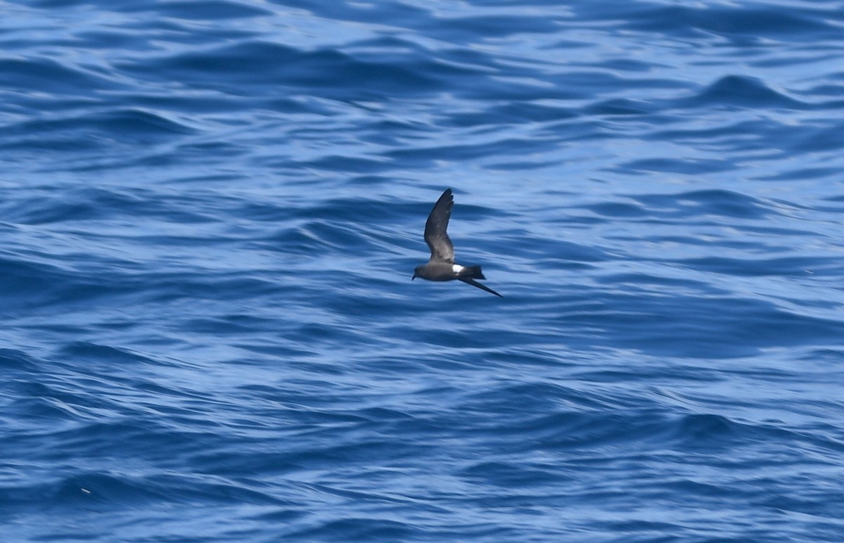 Band-rumped Storm-Petrel - ML642503269