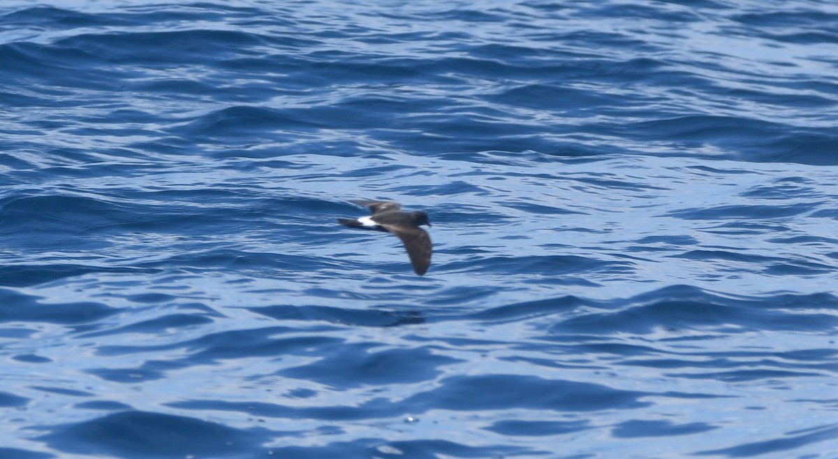 Band-rumped Storm-Petrel - ML642503270