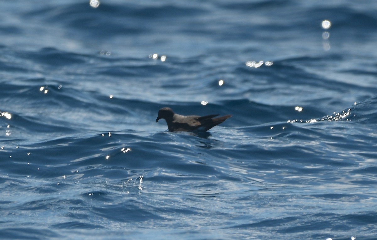 Band-rumped Storm-Petrel - ML642503272