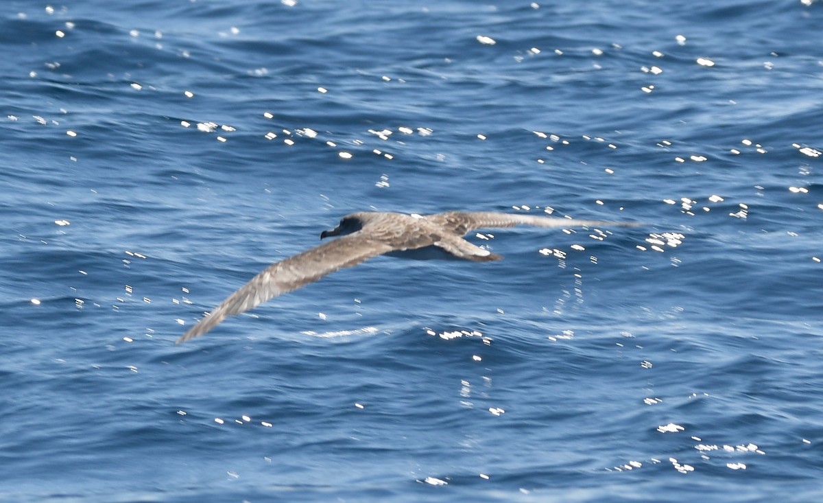 Scopoli's Shearwater - ML642503313