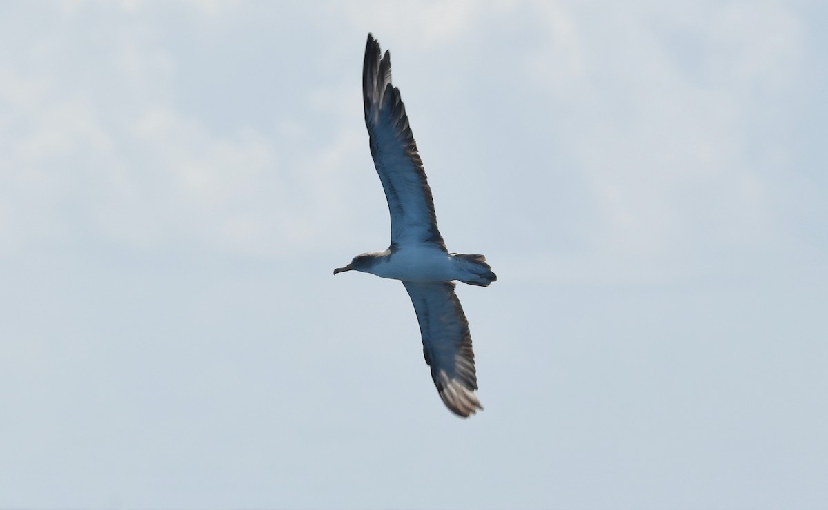 Scopoli's Shearwater - ML642503314