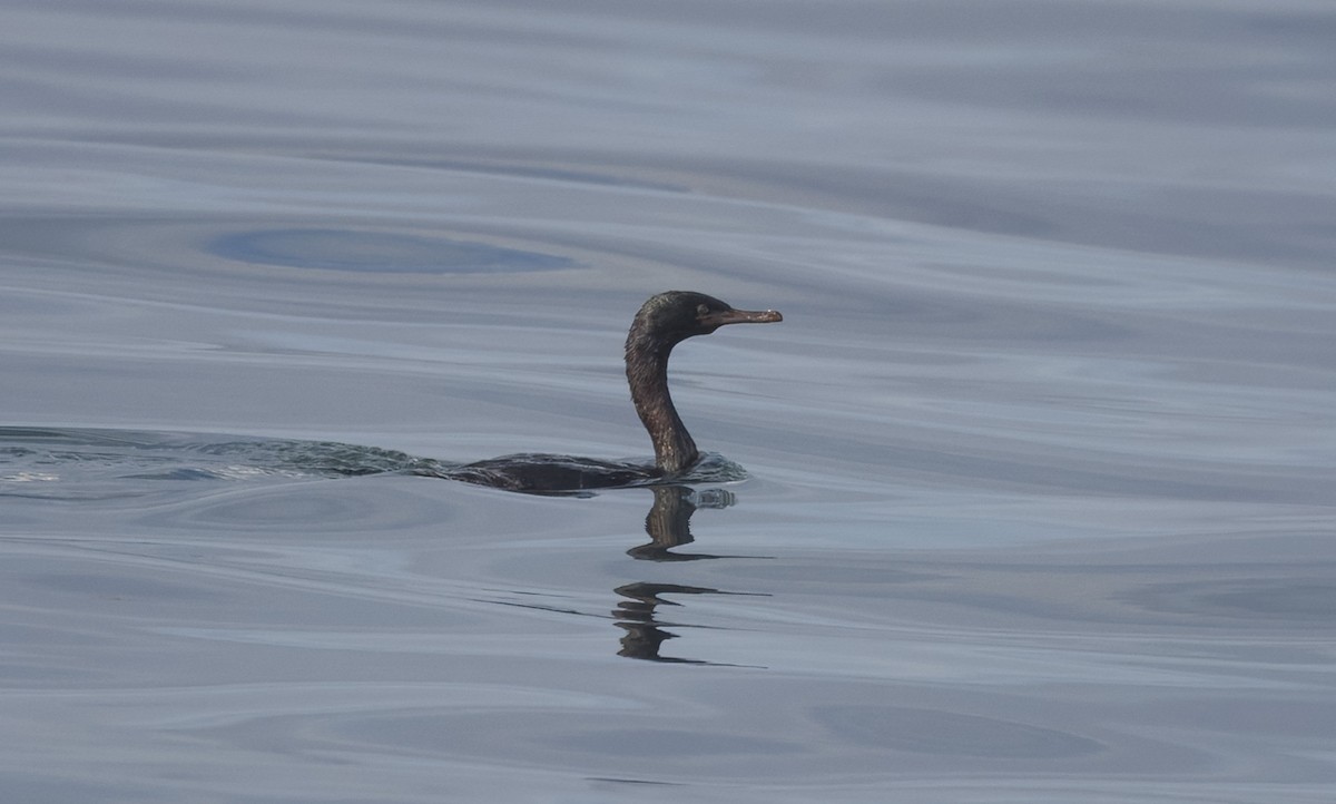 Pelagic Cormorant - ML642503315