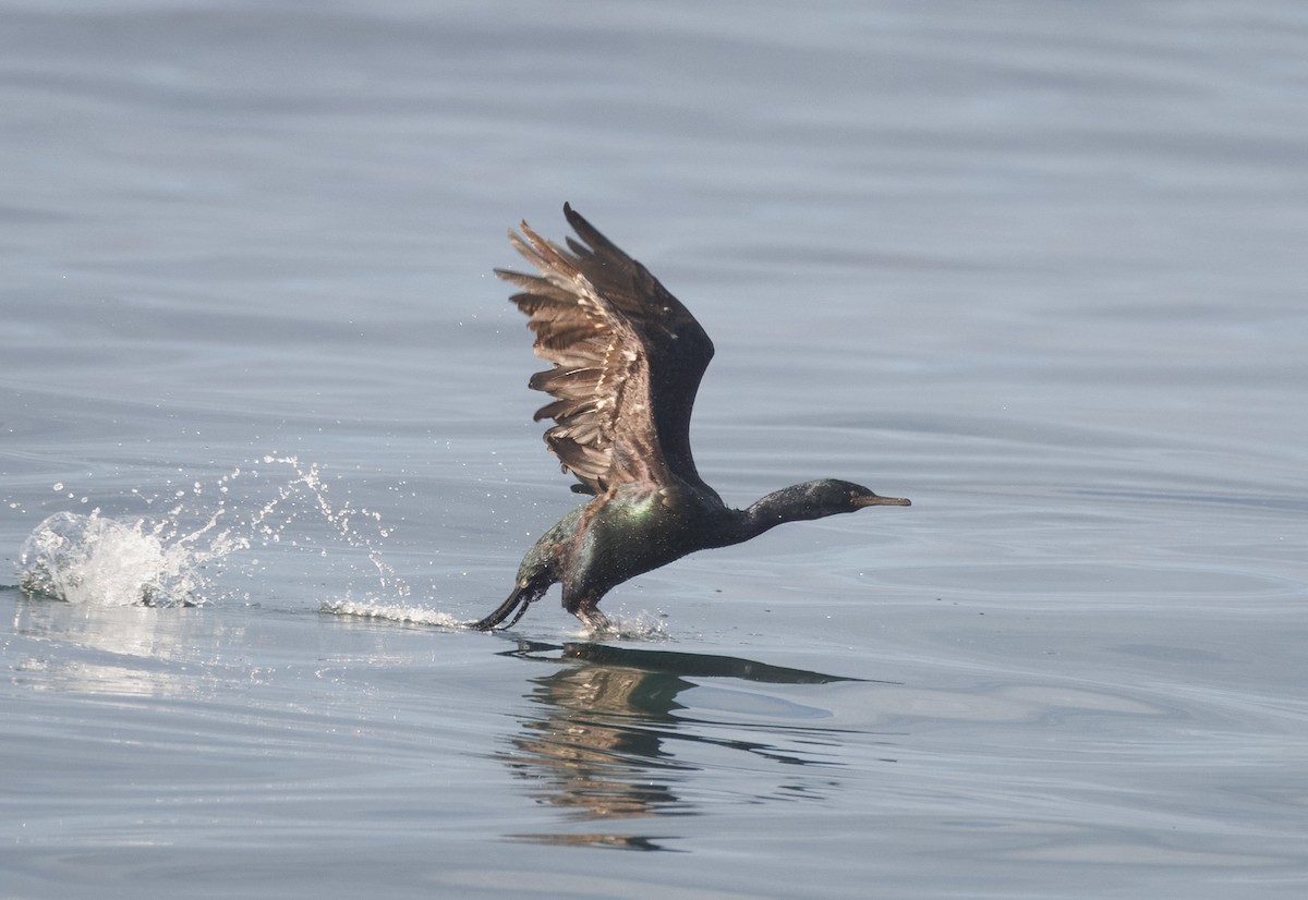 Pelagic Cormorant - ML642503319