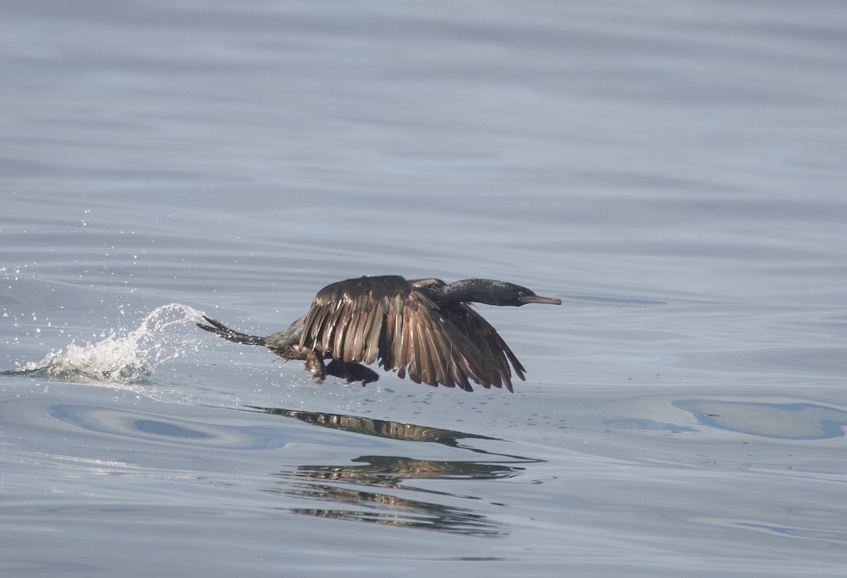 Pelagic Cormorant - ML642503322