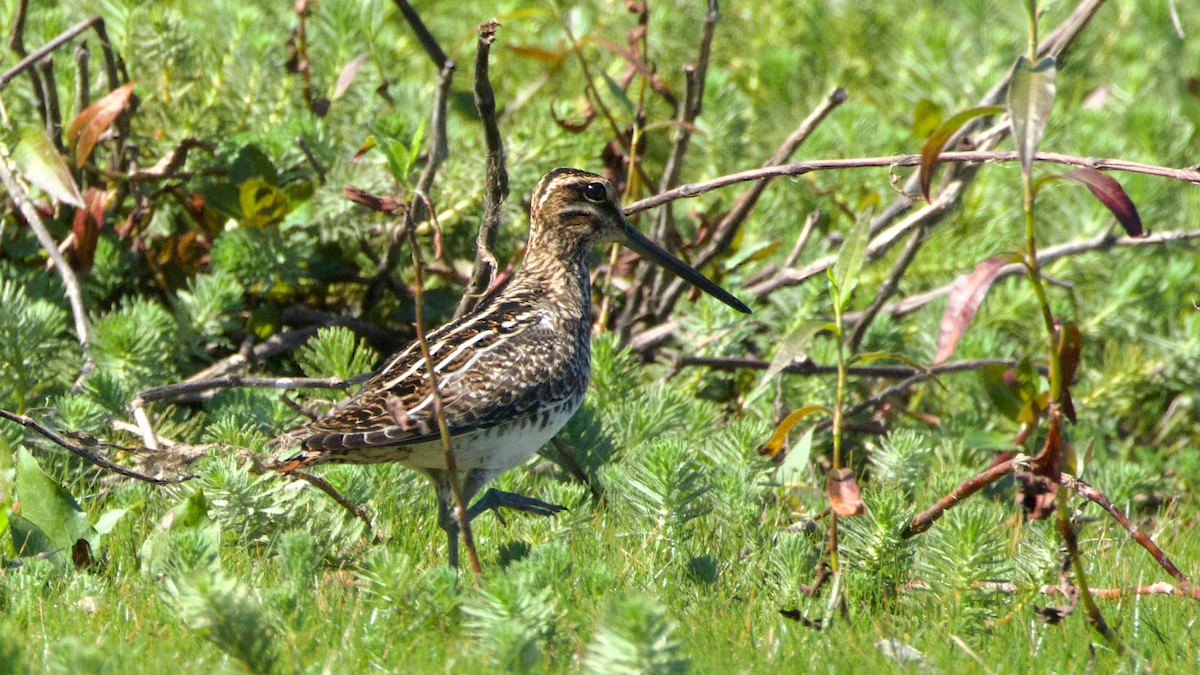 Wilson's Snipe - ML642503324