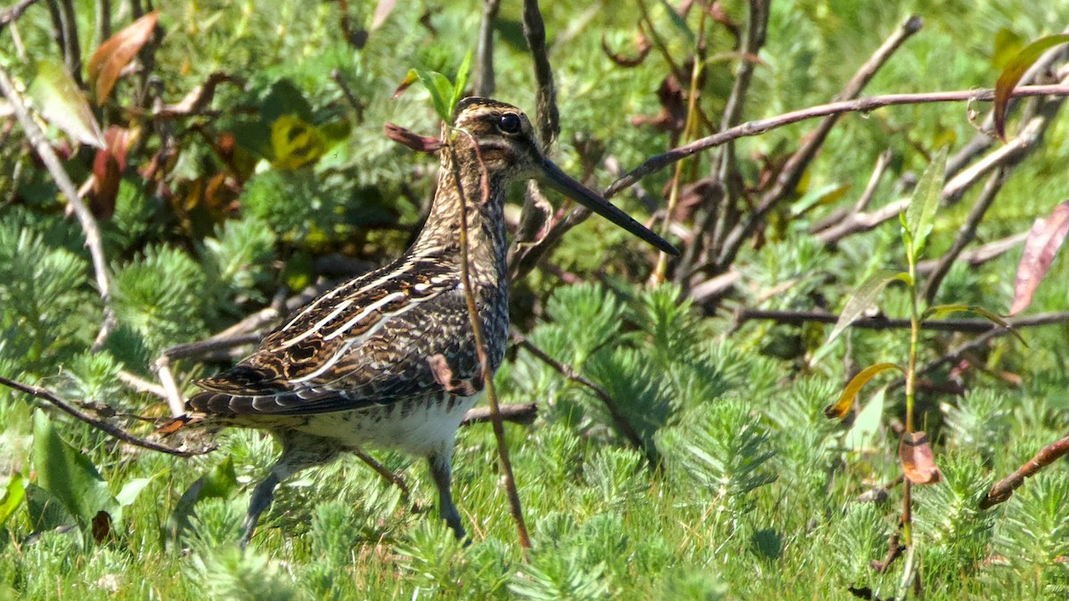 Wilson's Snipe - ML642503325