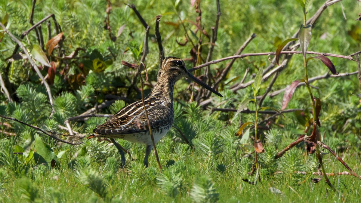 Wilson's Snipe - ML642503326