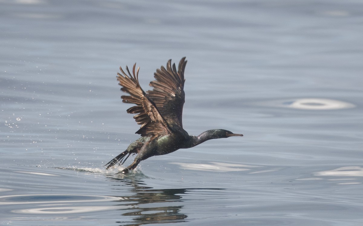 Pelagic Cormorant - ML642503328